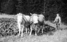Renda in der Vergangenheit_94