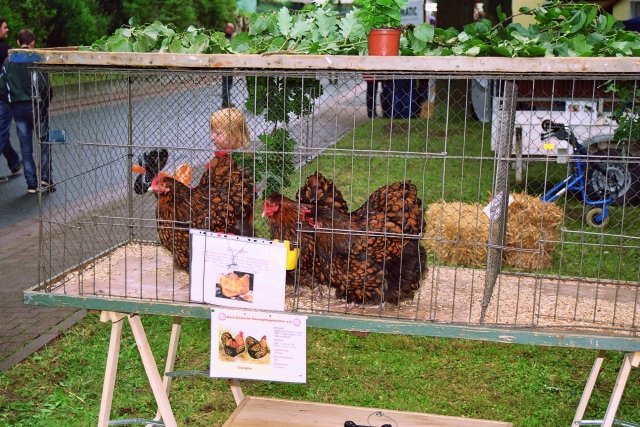 1225_jahre_renda_2011_137_20160830_1534577808