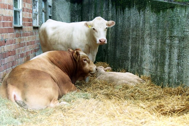 1225_jahre_renda_2011_146_20160830_1126247441